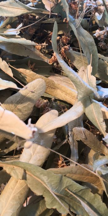 Folhas de tília para chá