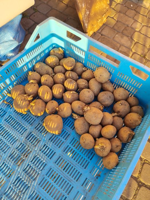 Ziemniaki Denar Świerze 0.80zl / kg