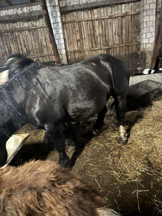 Sprzedam kobyłe z ogierkiem źrebna