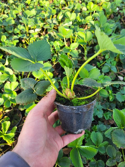 Rozsada truskawki - Truskawka deserowa