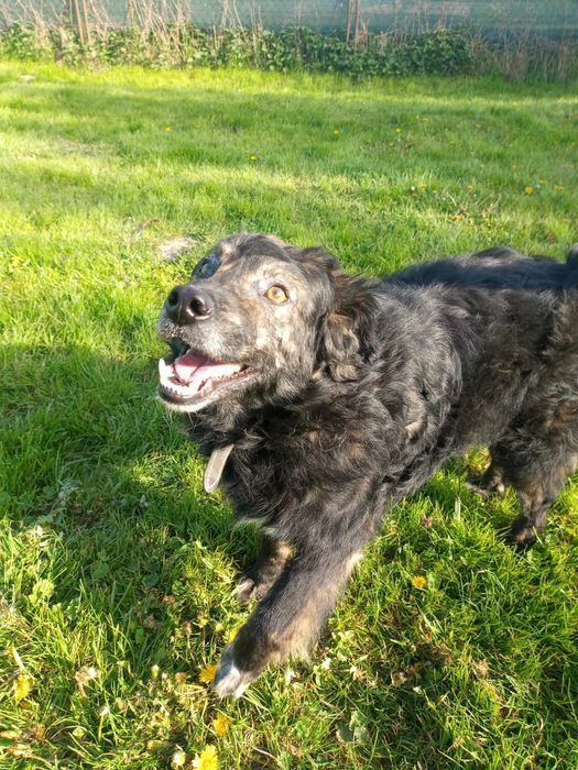 Kochany psiak szuka domu