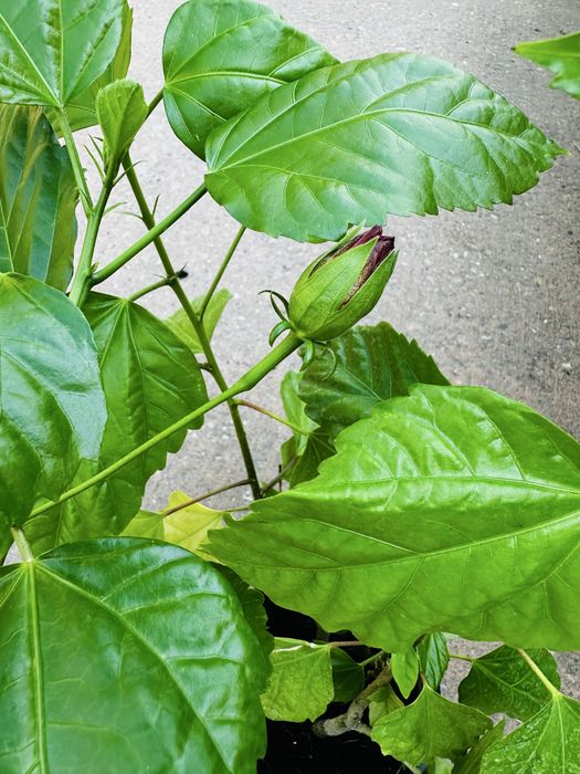 Róża chińska (Hibiskus)
