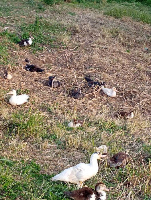 Patos de várias idades e cores