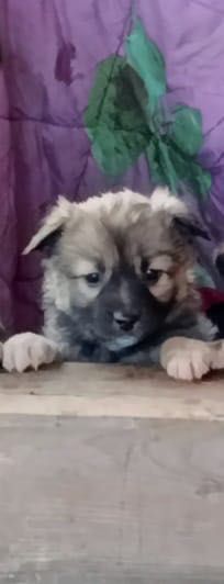 Щенятко в добрі руки