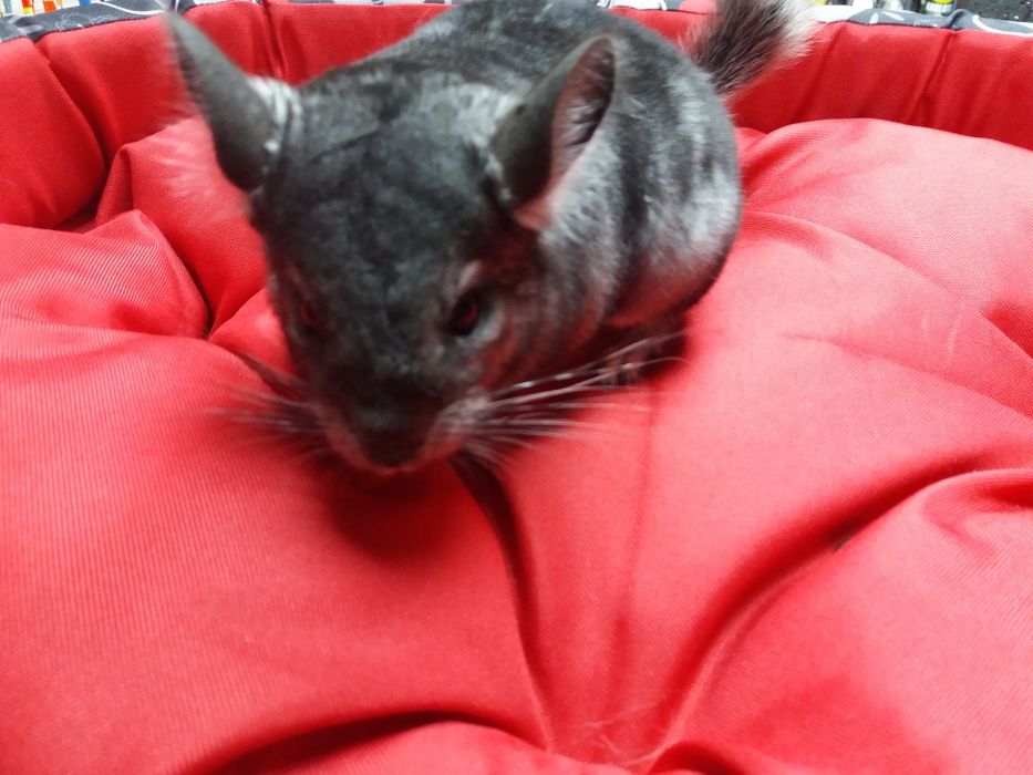 Szynszyla szynszyl samce I samiczki.