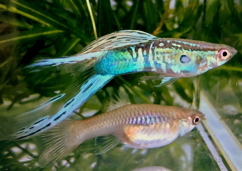 Gupik szmaragd Wiedenski dwumiecz