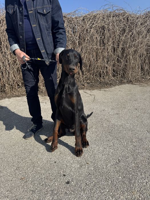 Doberman FCI jedyny taki.
