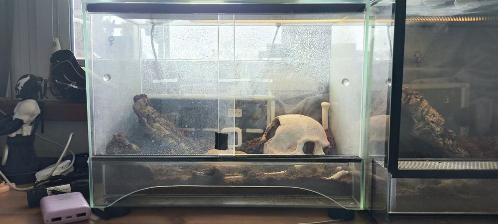 Aacanthoscurria geniculata samica pająk ptasznik