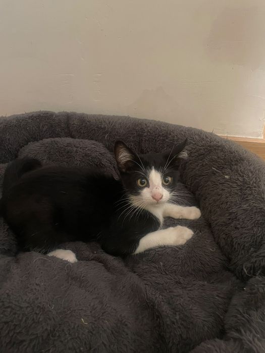 Gatinho de 2 meses