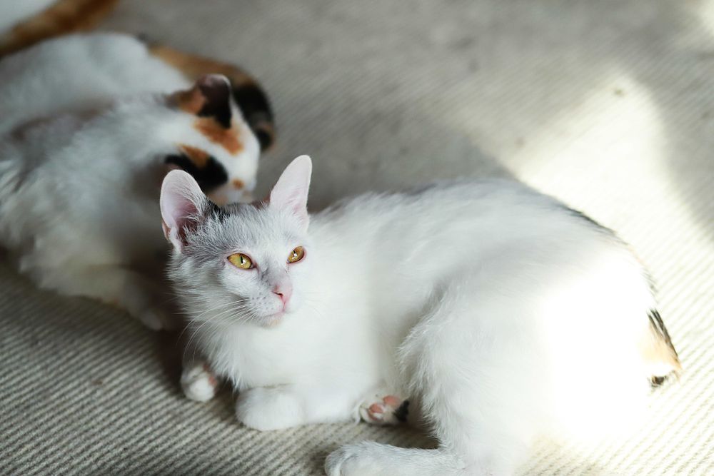 Mistyque i Mela czekają na wspólny dom.