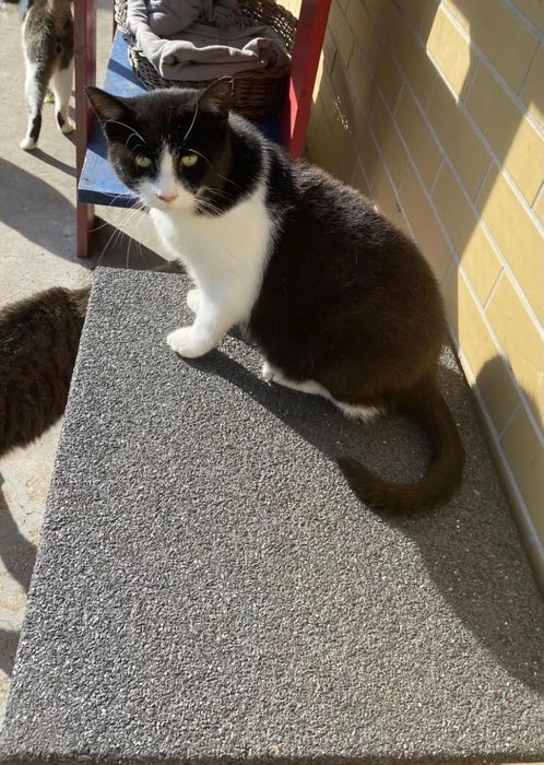 Kocurek Grubcio do adopcji!