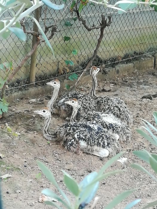 Pintos de Aves E ovos