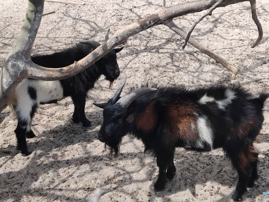 Chibos anoēs adultos