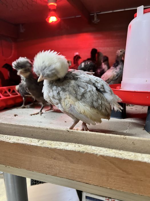 Bialoczuby holenderskie