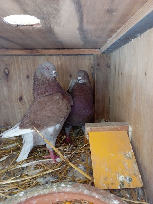 Pombo Rei Gigante