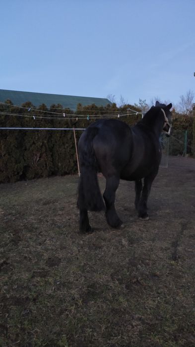 Dwie Klacze zimnokrwiste