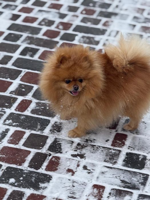 Померанський шпіц дівчинка 3,5 роки