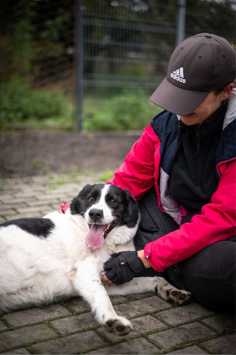 Pies o nietuzinkowej urodzie: mix Husky i Border Collie w schronisku.