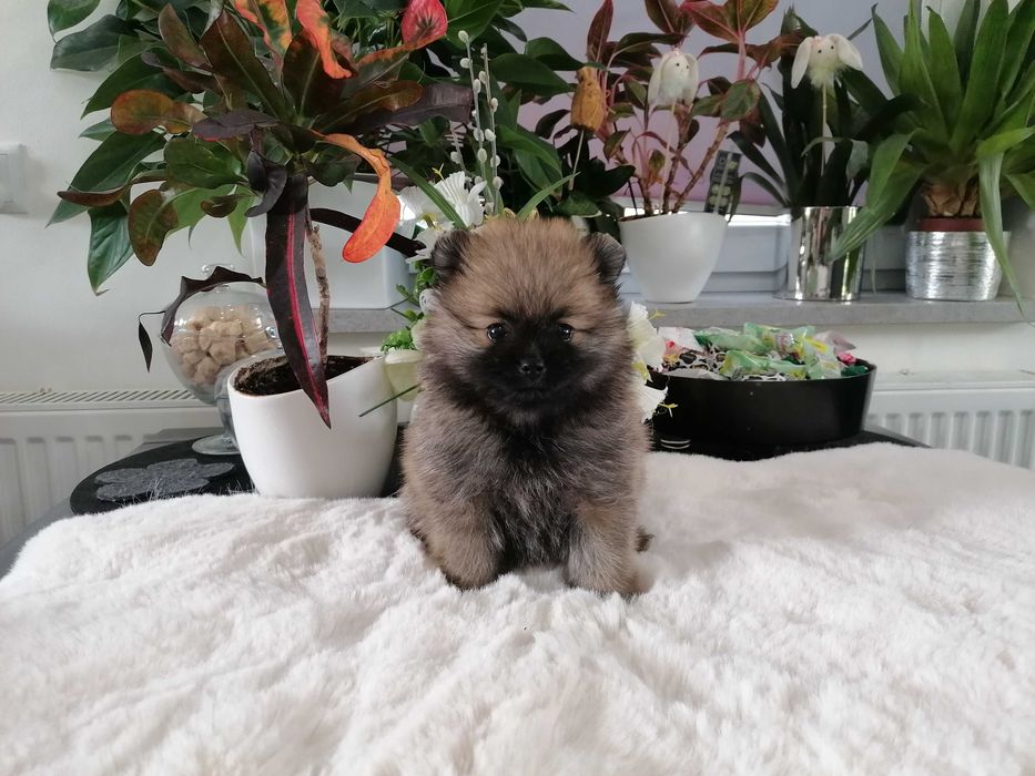 Szpic Miniaturowy z RODOWODEM VIP
