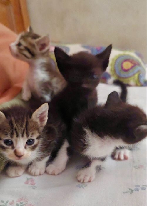 Gatinhos bebés para adoção responsável
