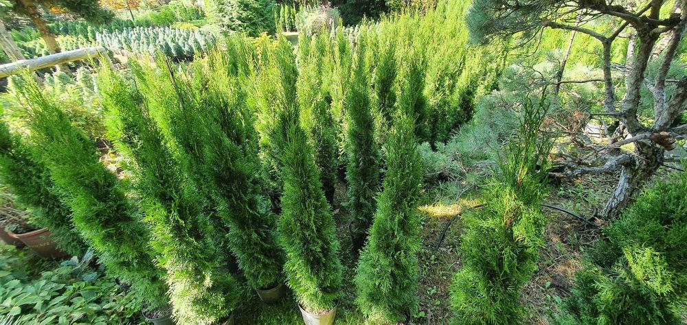 Szmaragd w donicach. Duży żywotnik zachodni na żywopłot. Nasadzenia.