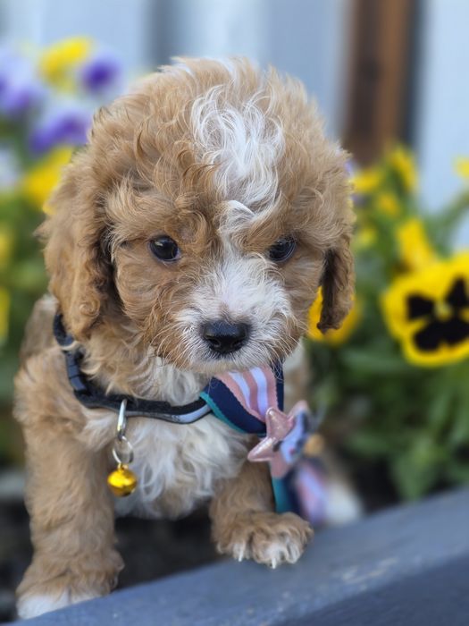 Cavapoo Samiec do odbioru badania genetyczne