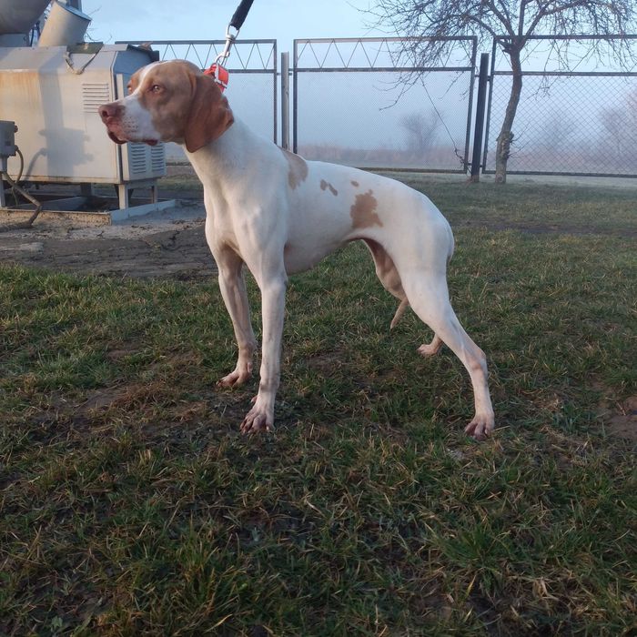 Англійський пойнтер