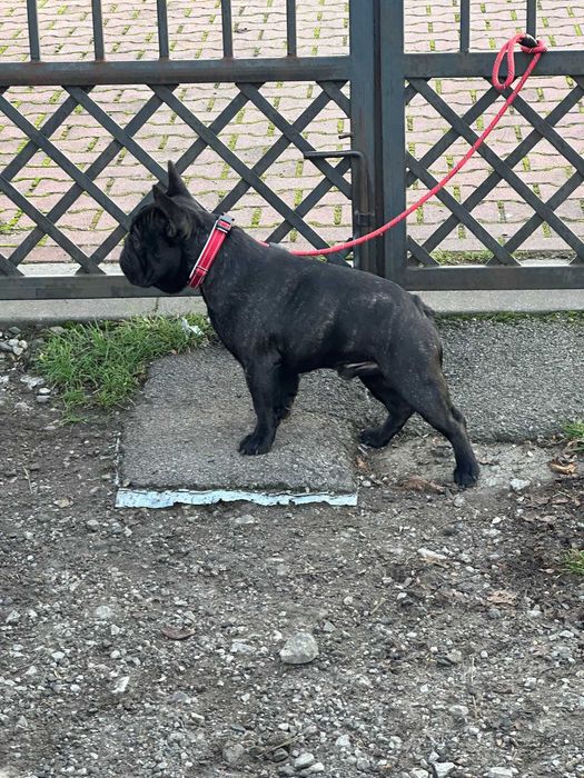 Buldog francuski FCI, ZKwP