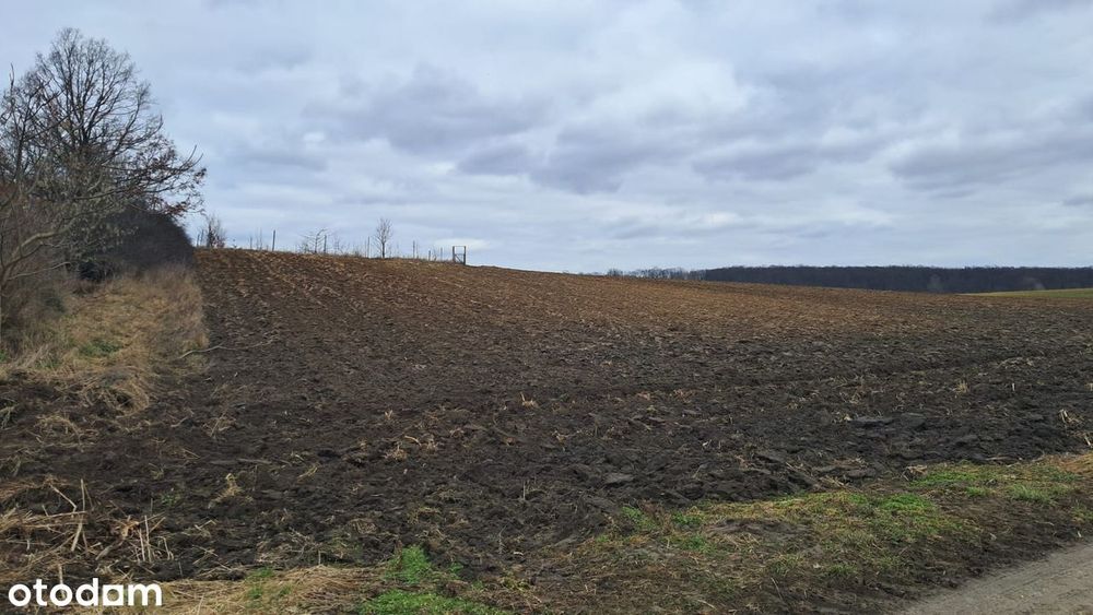Działka siedliskowa | WZ bezterminowe | Grzeszyn, gm. Wińsko