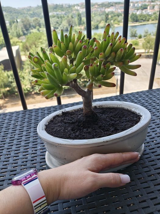 Bonsai orelha de Shrek