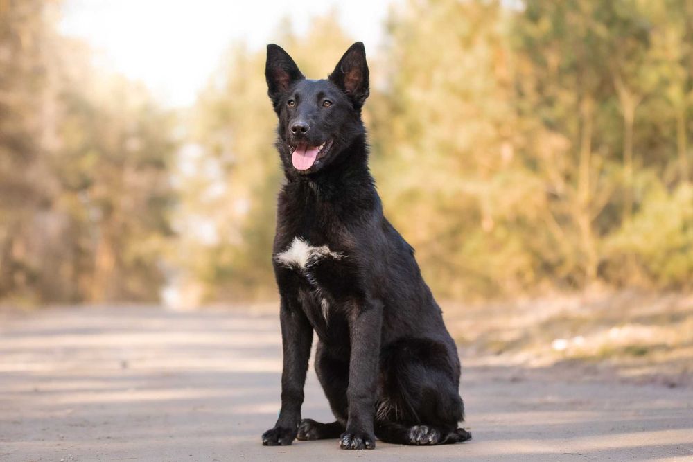 MAKIMA - młoda, aktyna, łagodna, idealna