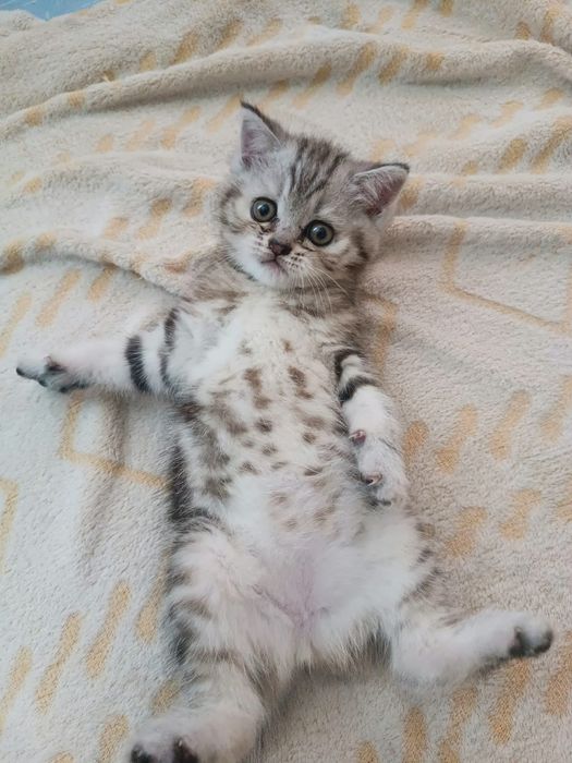 Продам шотландских котят