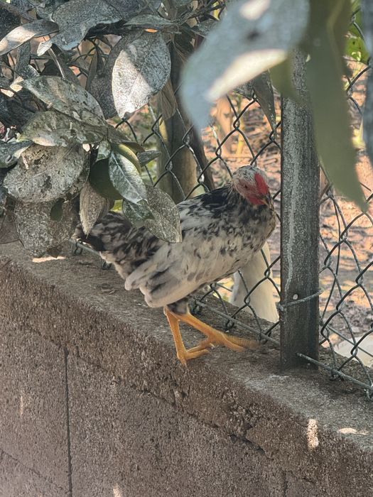 Garnizo   Macho
