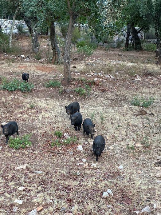 Porquinhos vietnamitas