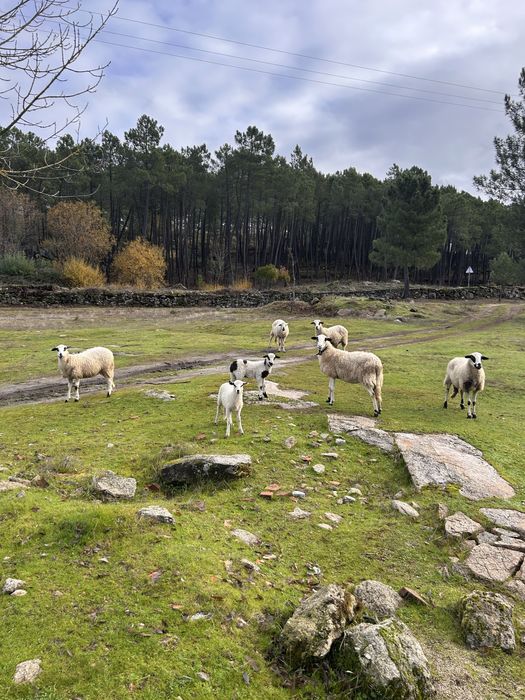 Rebanho completo a venda