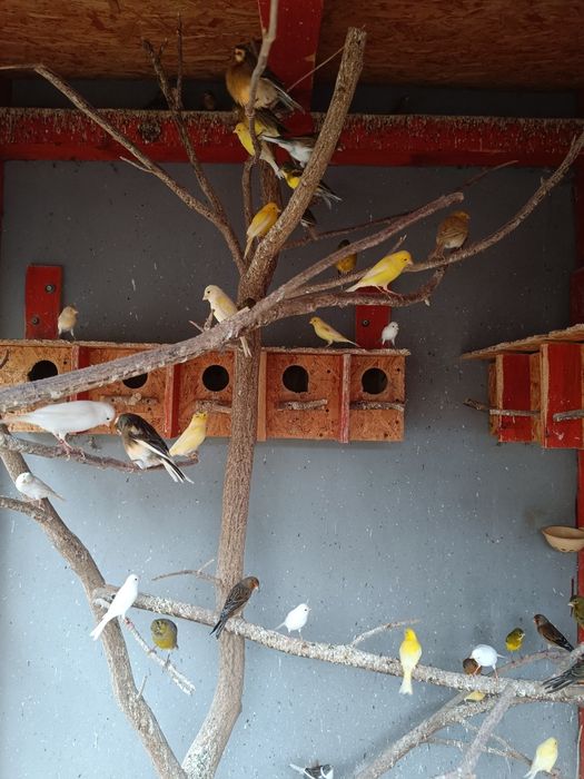 Kanarek kolorowy 2025