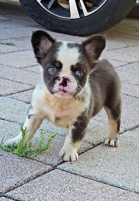 Bulldog Francês Fluffy Fêmea