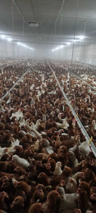 KURY NIOSKI 25tyg.z pierwszym jajkiem.Piękne zdrowe kury. Dowóz Gratis