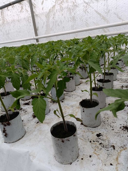 Rozsada pomidora  ,ogórka szczepionego,fasoli