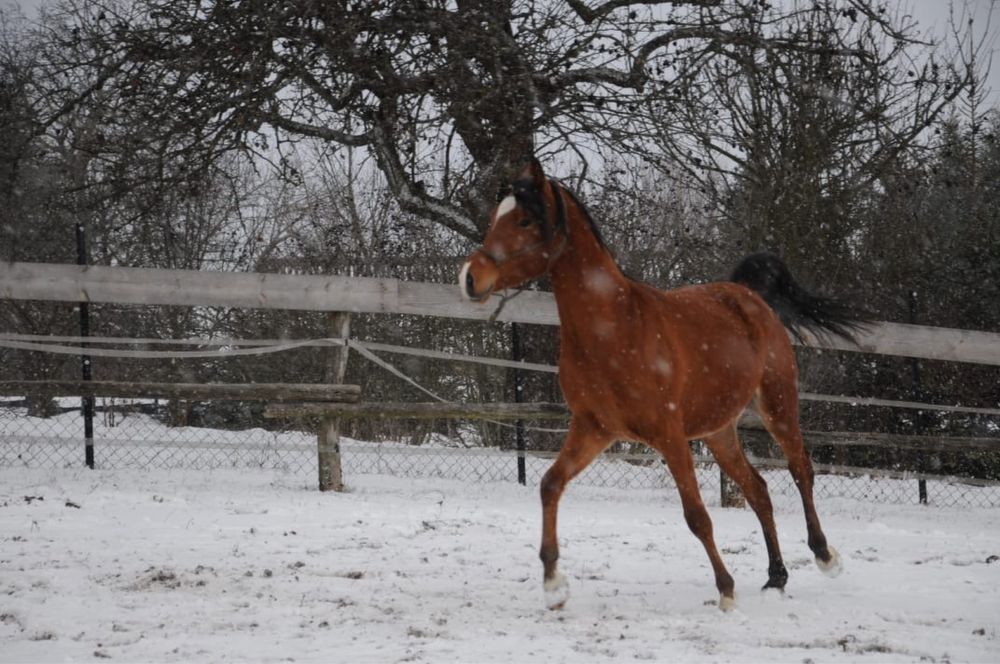 Wałach arabski po RFI UNIQUE