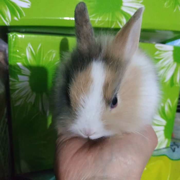 Декоративные мини кролики домашние крольчата купить в Черновцах кролик