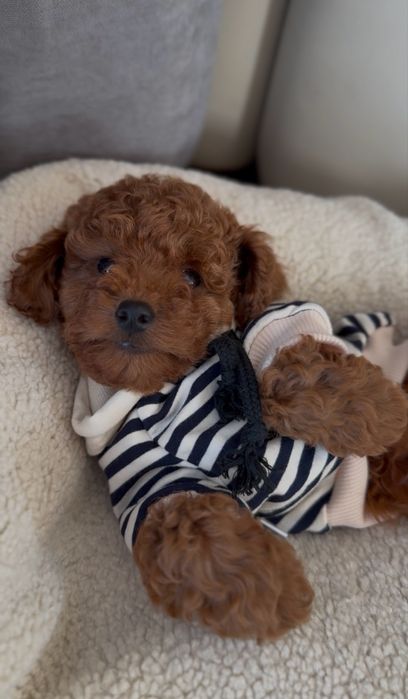 Poodle red brown