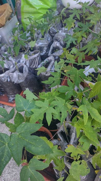 Plantinhas de Mamão Formosa