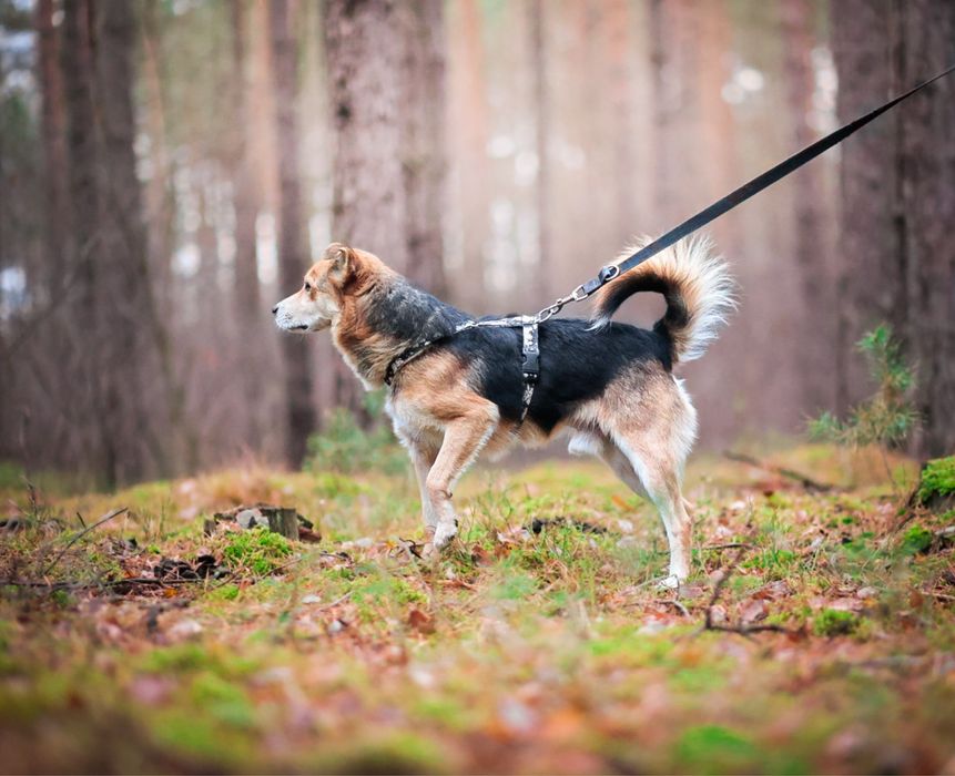 Mały pies 15 kg | Aktywny, inteligentny, bardzo kontaktowy