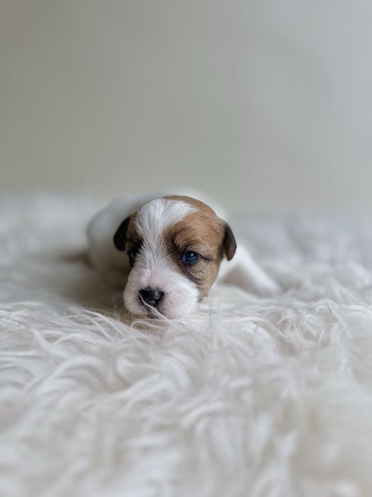Jack Russell Terrier - piesek z rodowodem FCI