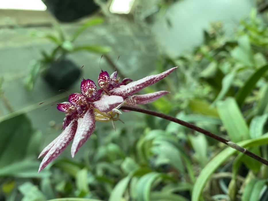 Бульбофиллум (bulbophyllum eberhardtii)