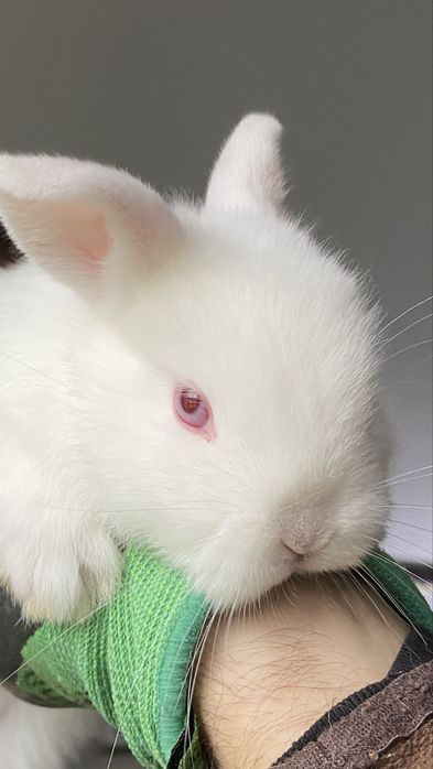 Coelho anão (Albino)