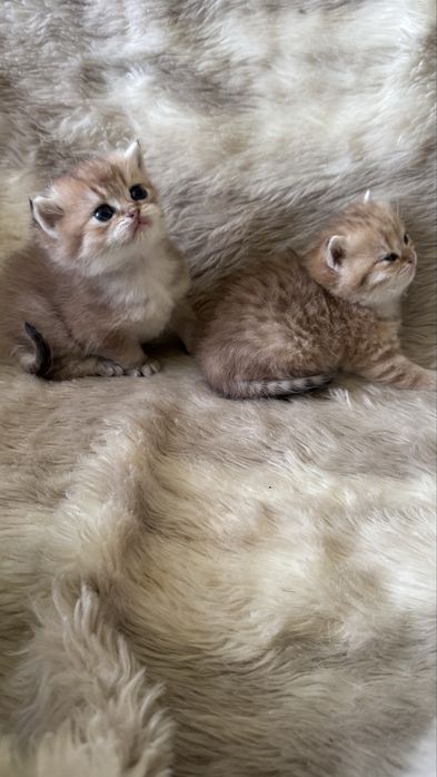 Чудові кошенята