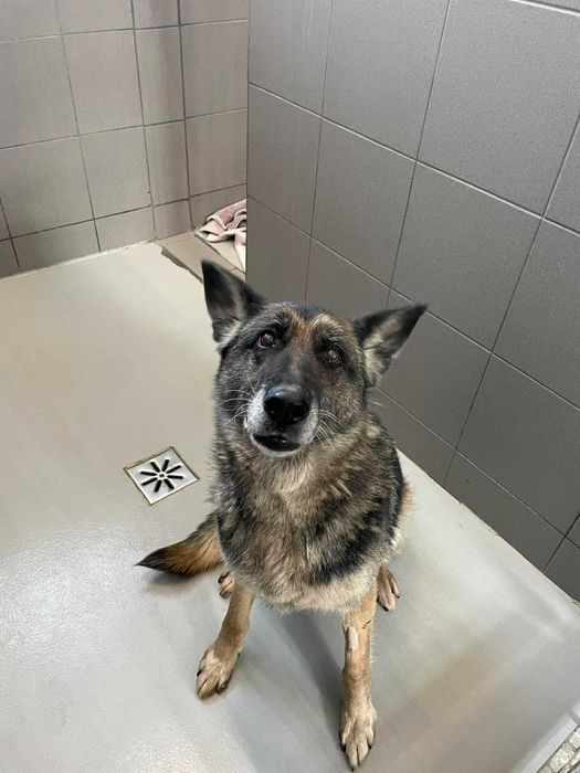 Nati -Suczka szuka domu