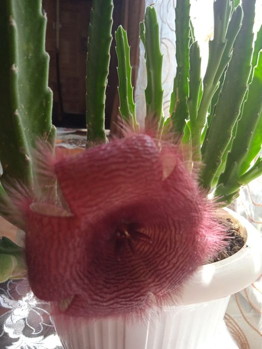 Стапелія.Вкорінені рослини.